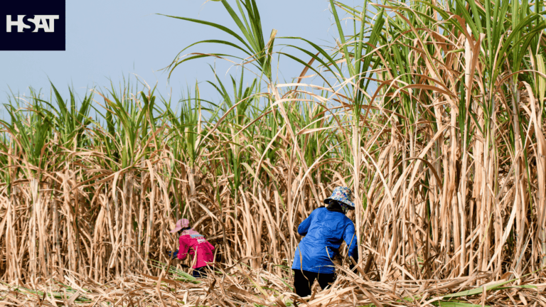 HSAT Launches Precision Sugar Yield Forecasts Backed by AI and 40 Years of Data