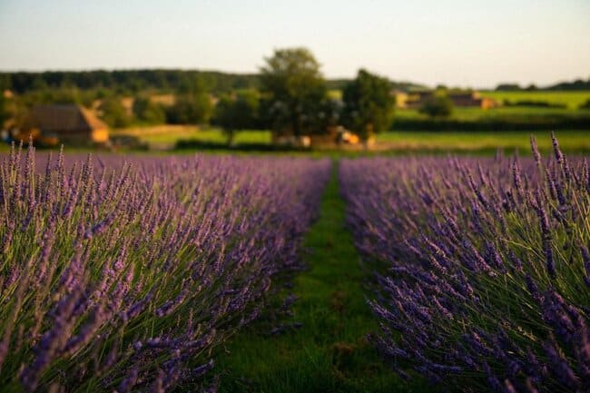 Warwickshire Lavender Farm celebrates more than £25,000 raised for family-inspired charities as Summer 2026 season begins