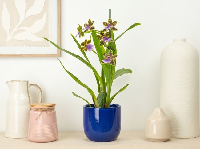 Orchid care has become Britain’s biggest houseplant headache, search data reveals