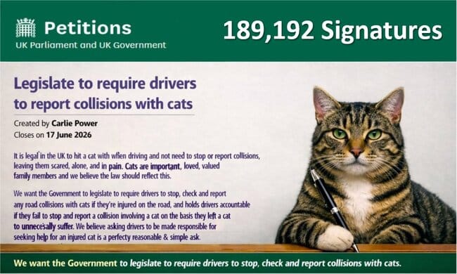 Nearly 190,000 Signatures Put Cat Road Safety at the Heart of a Parliamentary Debate